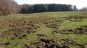 Auf der Suche nach Nahrung machen Wildschweine sowohl Landwirten als auch privaten Gartenbesitzern zu schaffen. (Foto: Nationalparkverwaltung Eifel/V. Möller)