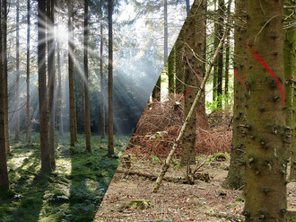 Grüner Wald links, befallene Bäume rechts