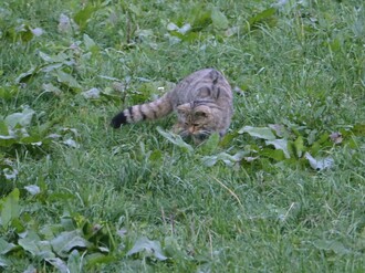 Wildkatze Bildquelle: „Schlüter/ Stamm“