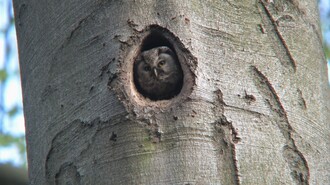 Raufußkautz Bildquelle: „Schlüter/ Stamm“