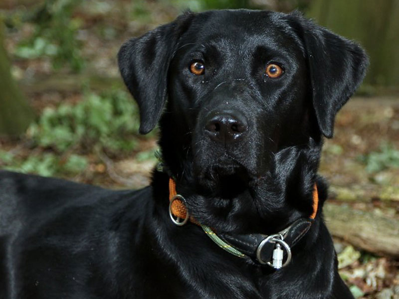 Hund